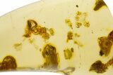 Polished Colombian Copal ( g) - Contains Termite! #331666-1